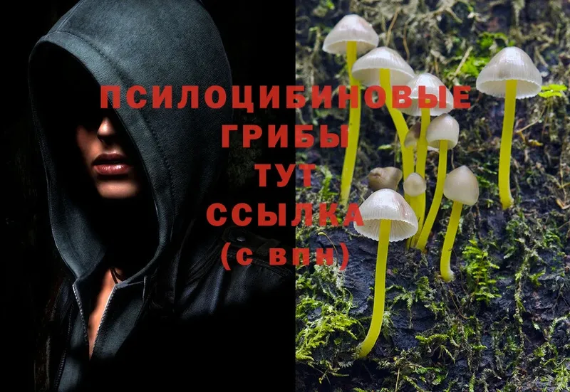 даркнет сайт  Буйнакск  МЕГА маркетплейс  Псилоцибиновые грибы Cubensis 